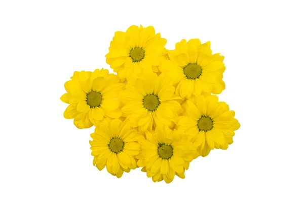 Amarelo Crisântemo flores botânica — Fotografia de Stock