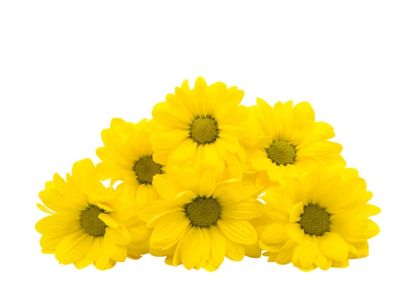 Yellow Chrysanthemum flowers botany — Stock Photo, Image