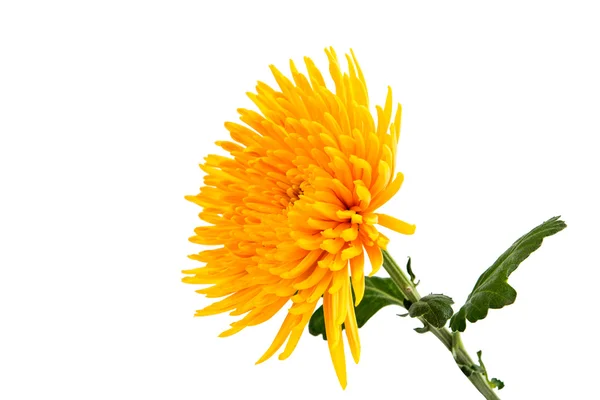 Crisantemo giallo autunnale — Foto Stock