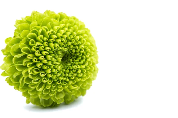 Macro de um crisântemo verde isolado — Fotografia de Stock