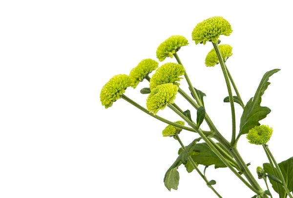 Makro för en grön chrysanthemum isolerade — Stockfoto