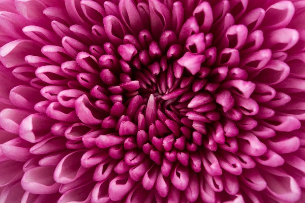 Closeup of violet Chrysanthemum Flower Background — Stock Photo, Image