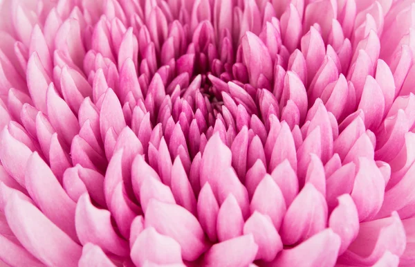 Nahaufnahme von violetten Chrysanthemen Blume Hintergrund — Stockfoto