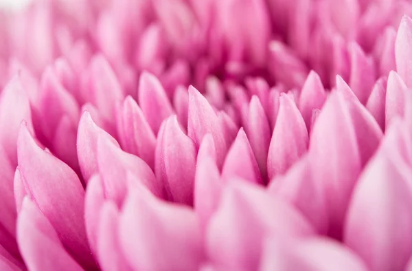 Closeup of violet Chrysanthemum Flower Background — Stock Photo, Image