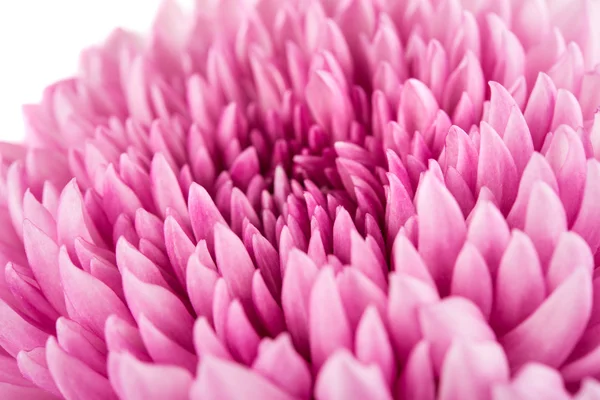 Primo piano di viola crisantemo fiore sfondo — Foto Stock