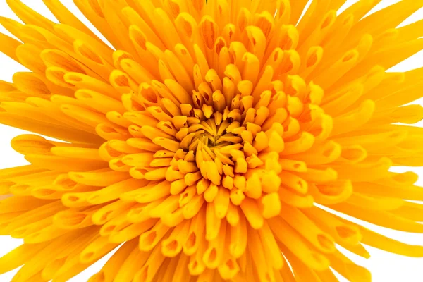 Yellow Chrysanthemum flowers botany — Stock Photo, Image