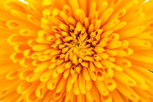 Yellow Chrysanthemum flowers — Stock Photo, Image