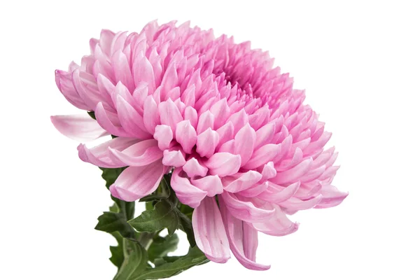 Chrysanthemum Ljuslila färg — Stockfoto