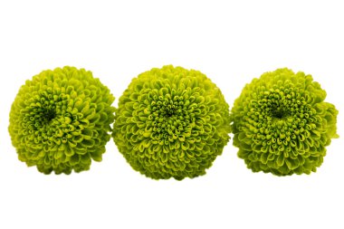 İzole bir yeşil krizantem makro