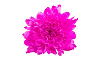 pembe krizantem çiçeği