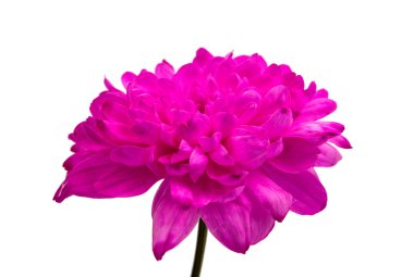 pembe krizantem çiçeği