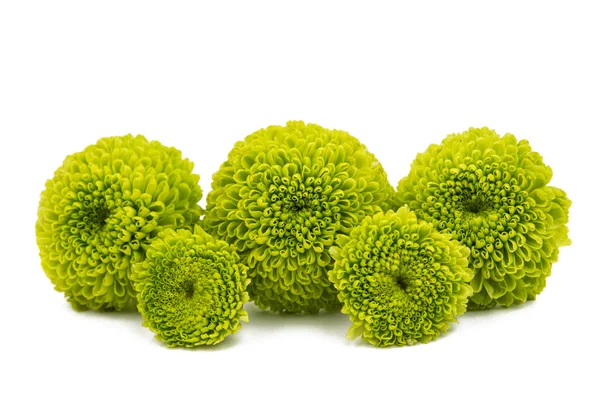 Makro zielony chryzantemy na białym tle — Zdjęcie stockowe