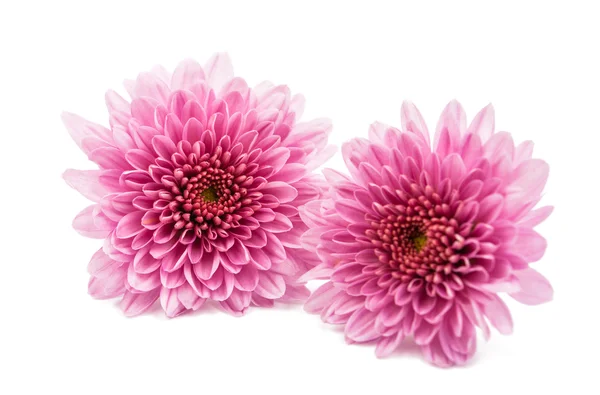 Chrysanthemum Flowers on  background — Stock Photo, Image