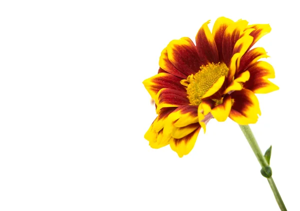 Crisantemo rojo amarillo —  Fotos de Stock
