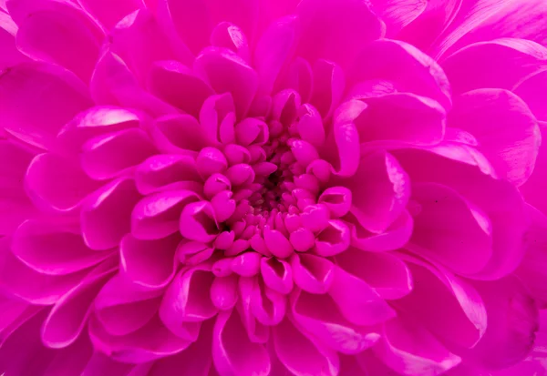 Magenta chrysanthemum Flower — Stock Photo, Image