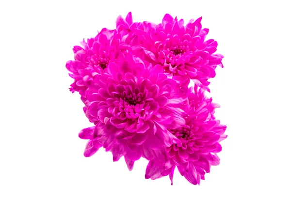 Magenta chrysant bloemen — Stockfoto