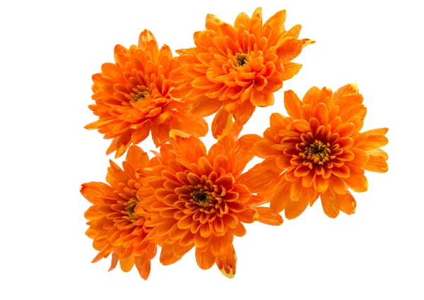 Vackra orange krysantemum — Stockfoto