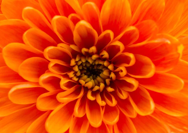 Beautiful orange chrysanthemum — Stock Photo, Image