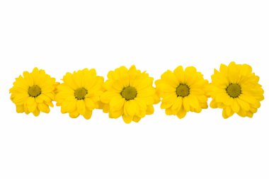 sarı kasımpatı çiçeği