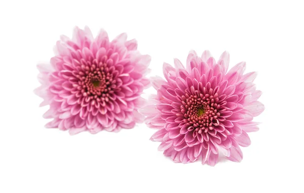 Chrysanthemum Flowers decoration — Stock Photo, Image