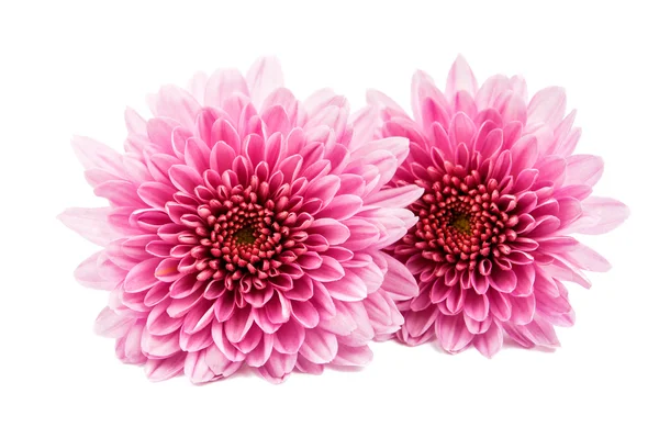 Chrysanthème Décoration de fleurs — Photo