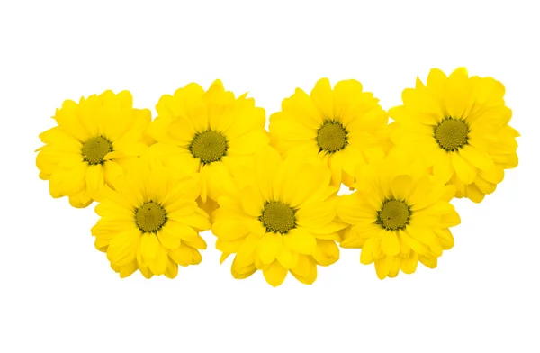 Żółty kwiat chryzantemy — Zdjęcie stockowe