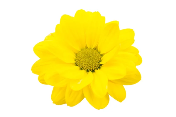 Gelbe Chrysanthemenblüte — Stockfoto