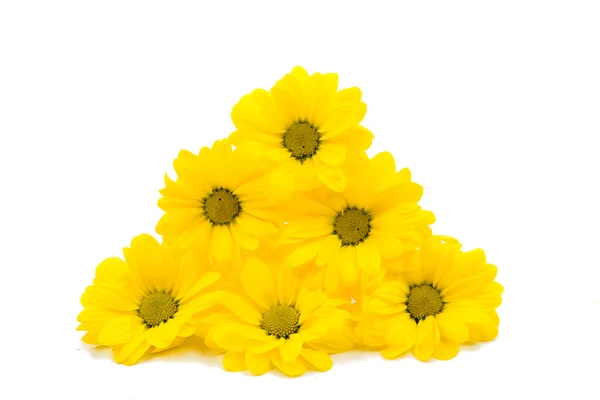 Chrysanthème jaune nature — Photo