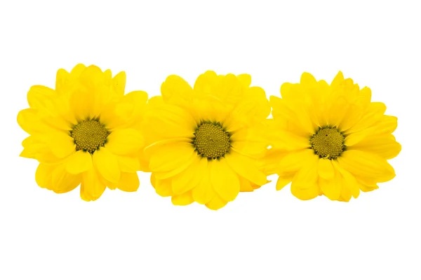 Yellow Chrysanthemum flower — Stock Photo, Image