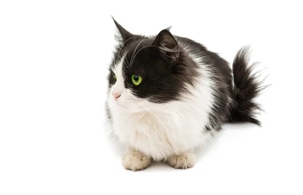 Černá & bílá kočka si — Stock fotografie