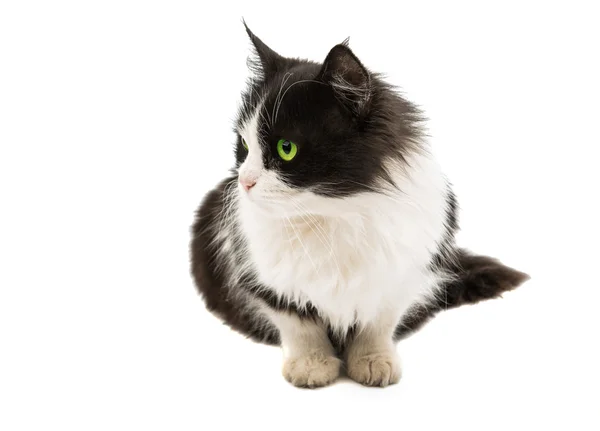Černá & bílá kočka si — Stock fotografie