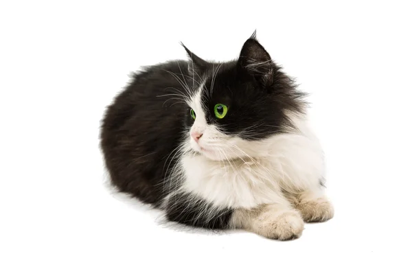 Czarna idealna biały kot — Zdjęcie stockowe