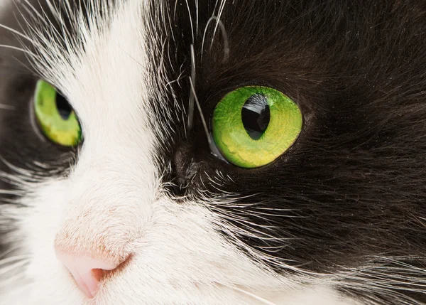 Schwarz-weiße Katze — Stockfoto