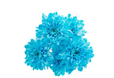 İzole mavi papatya çiçek