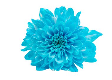 İzole mavi papatya çiçek