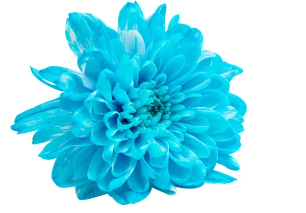 Flor de crisantemo azul aislada — Foto de Stock