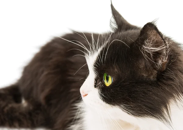 Černá & bílá kočka — Stock fotografie