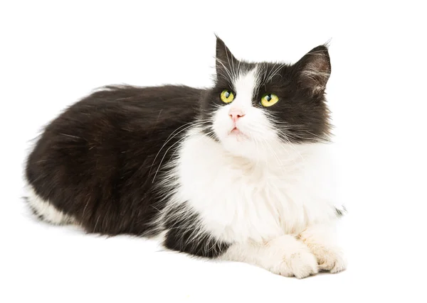 Schwarz-weiße Katze — Stockfoto