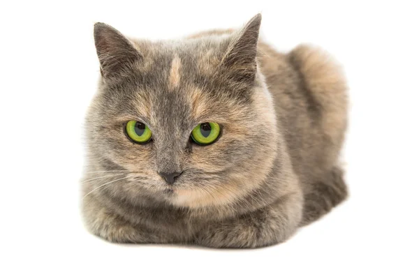 Close-up portrait of mixed breed cat isolated — Stock Photo, Image