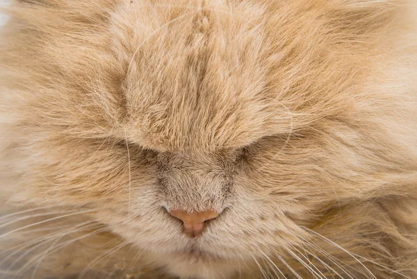 Schlafende Katze Gesicht Nahaufnahme — Stockfoto