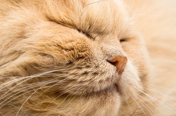 Dormir gato rosto closeup — Fotografia de Stock