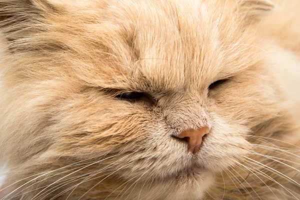 Dormir gato rosto closeup — Fotografia de Stock