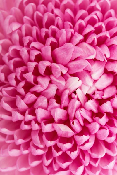 Beautiful purple chrysanthemum close up — Stock Photo, Image