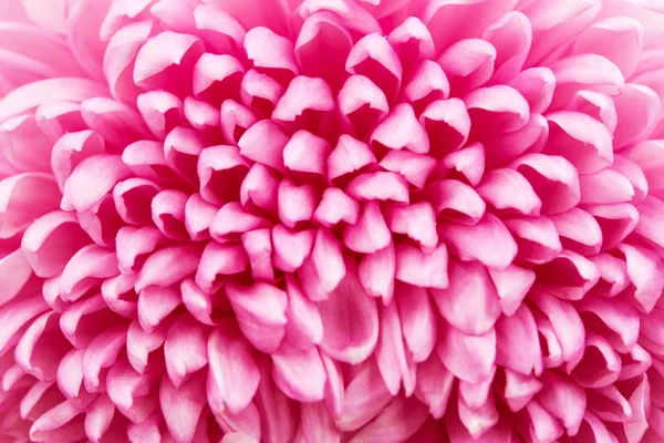 Beautiful purple chrysanthemum close up — Stock Photo, Image