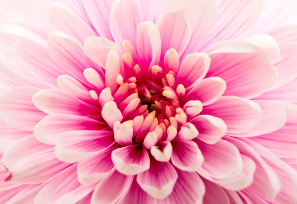 Krásné fialové chryzantéma zblízka — Stock fotografie