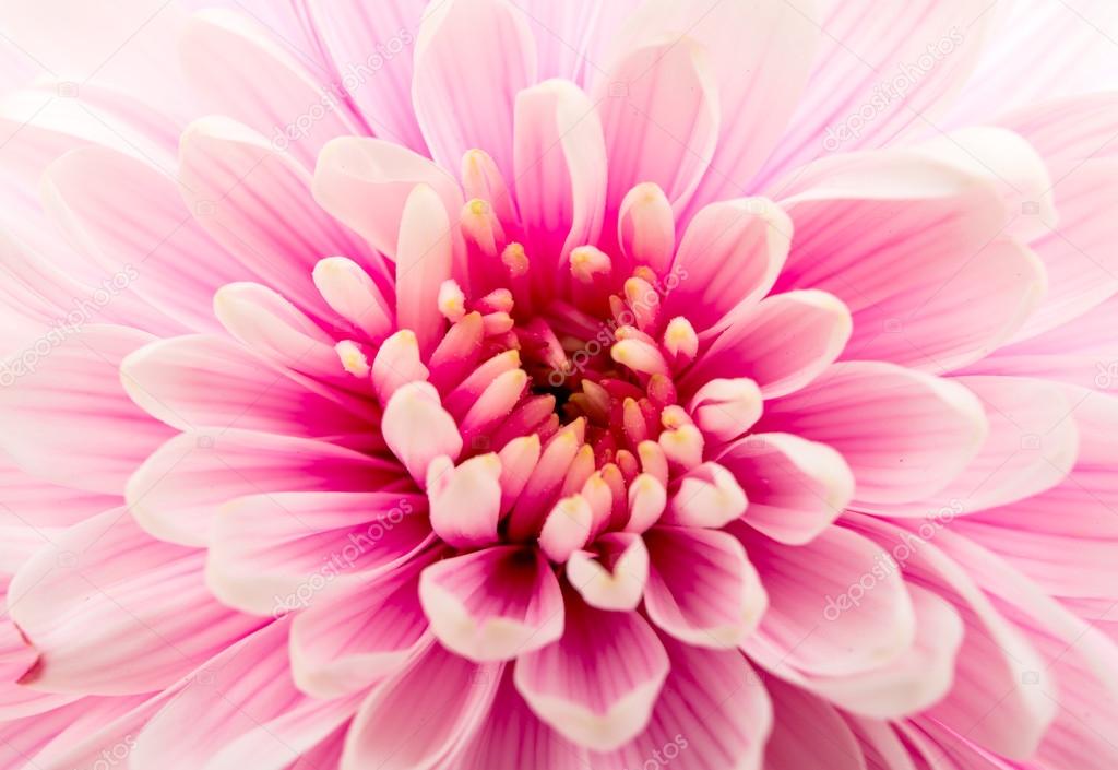 Beautiful purple chrysanthemum close up