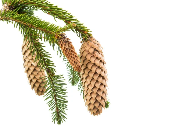 Spruce branch with cones Royalty Free Stock Photos