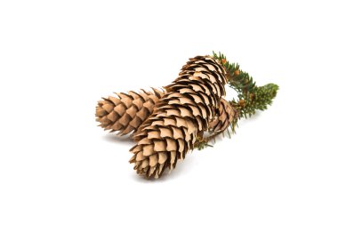 koniler Noel ağacı 