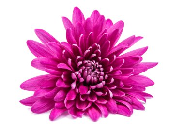 güzel pembe krizantem 