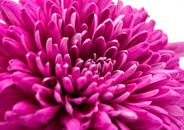 Schöne magenta chrysantheme — Stockfoto